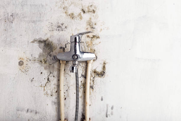 Office Mold Removal Services in Chattanooga, TN