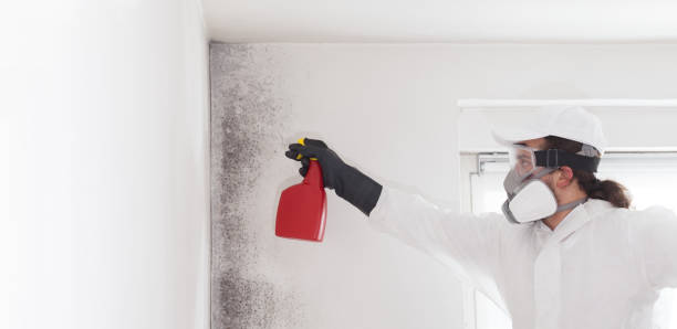 Best Attic Mold Removal  in Chattanooga, TN