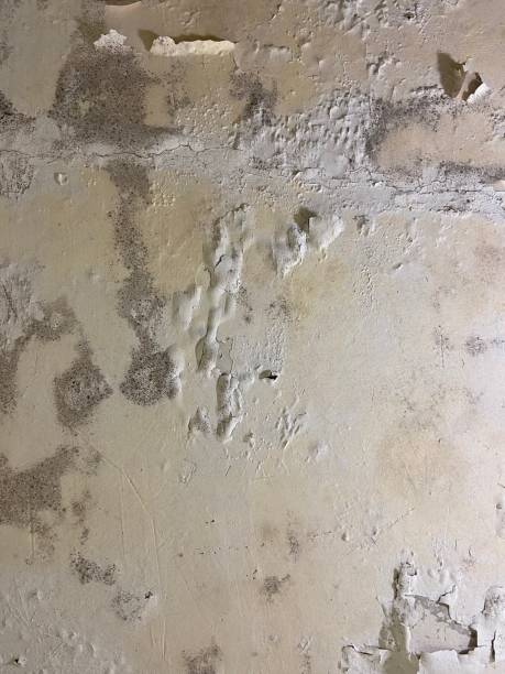 Best Mold Damage Repair  in Chattanooga, TN