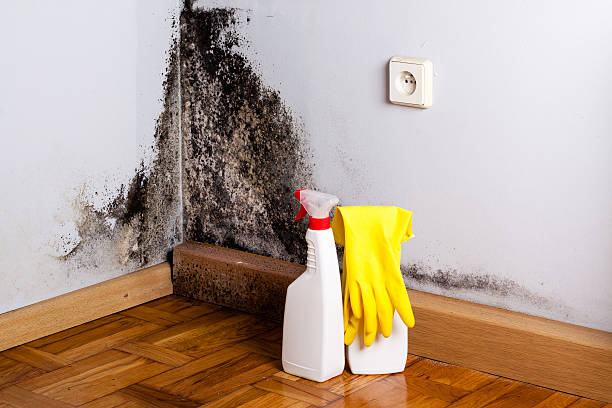 Attic Mold Removal in Chattanooga, TN